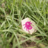 Minne Spel Insekter BS Leksaker